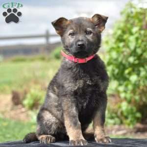 Onyx, German Shepherd Puppy